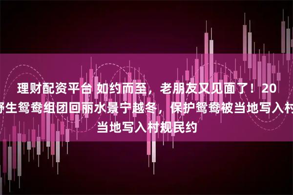 理财配资平台 如约而至，老朋友又见面了！200多只野生鸳鸯组团回丽水景宁越冬，保护鸳鸯被当地写入村规民约