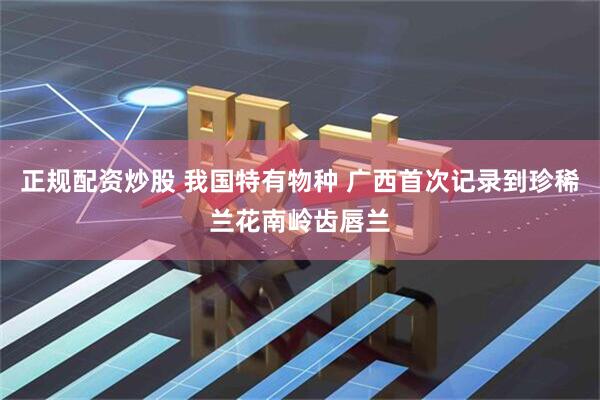 正规配资炒股 我国特有物种 广西首次记录到珍稀兰花南岭齿唇兰